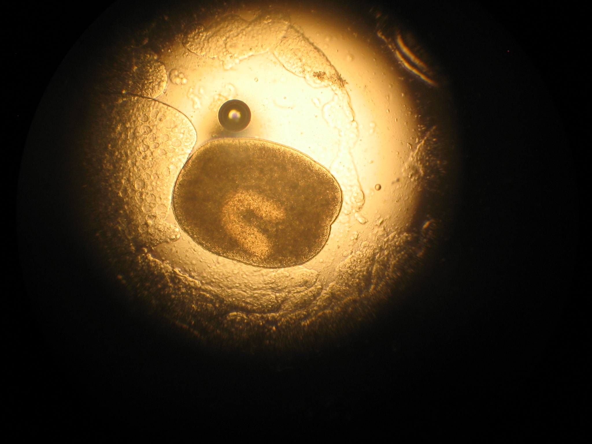 Module Five - Fish Diseases and Treatments